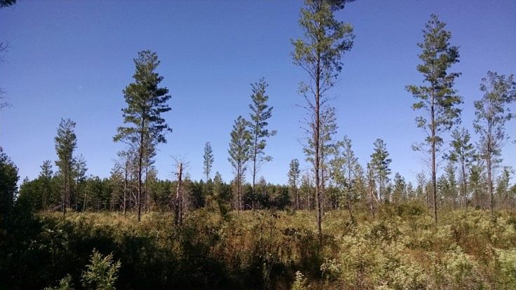 2nd image of SW Pow Wow St