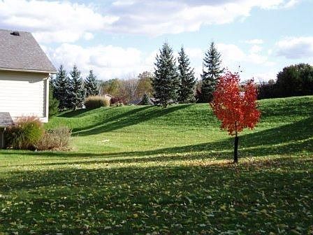 Backyard in the fall