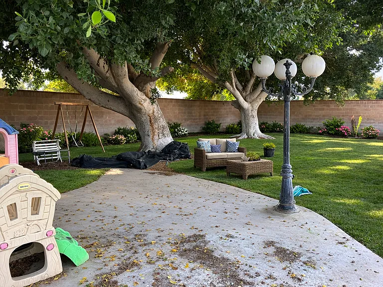 Backyard