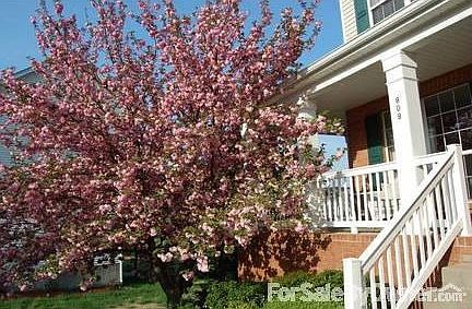 Blooming Cherry Tree in Front Yard