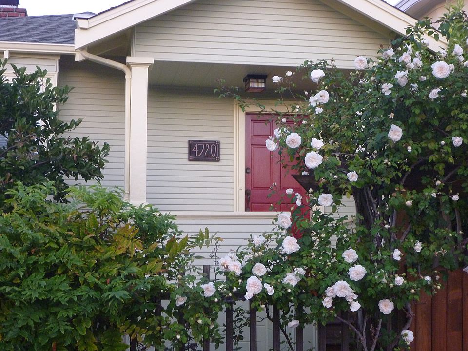 Front door and roses