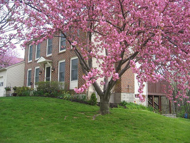 Front & side yard