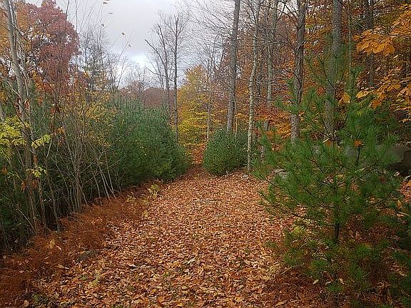 Beautiful on property trail 