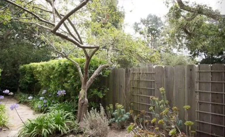 Back yard with greenery