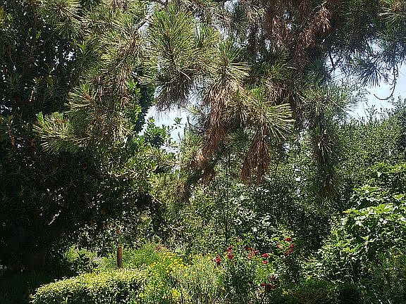 5th image of 1142 Loma Sola Ave