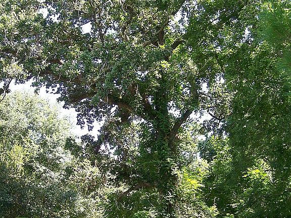 Oak tree in front yard