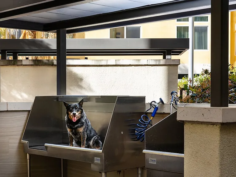 WAG pet spa