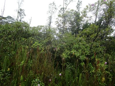 34th Ave Lot 14, Kurtistown, HI, 96760