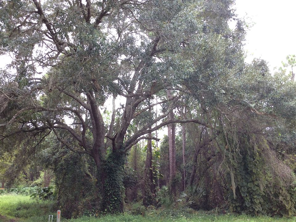 beautiful lot with large oak
