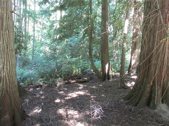 Large cedar trees.