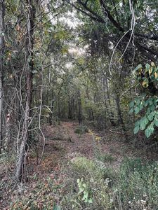 0 Underwood Mountain Rd, Tuscumbia, AL, 35674