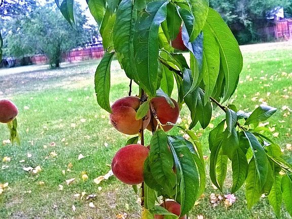 peach tree by well