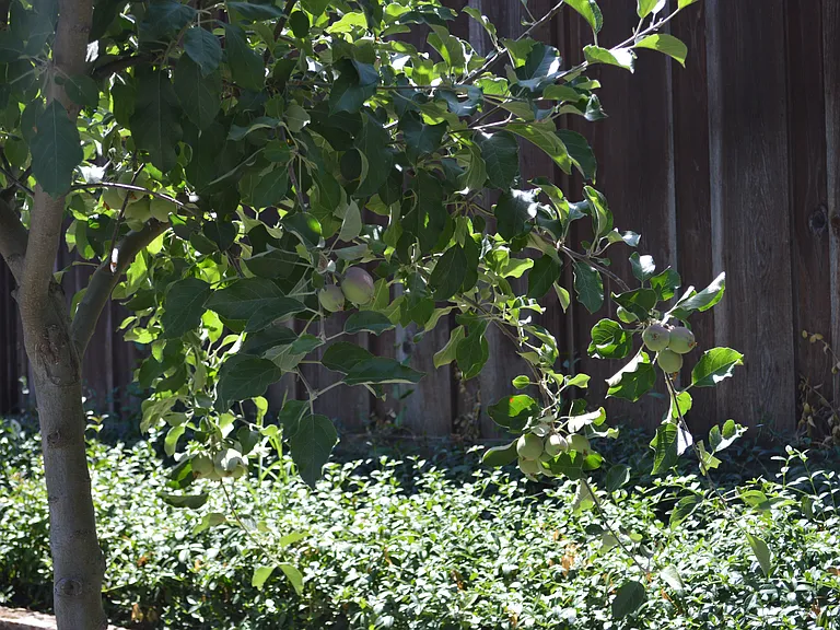 Fruit trees