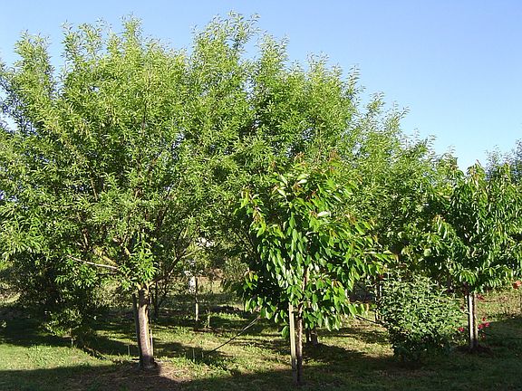 Almond Trees