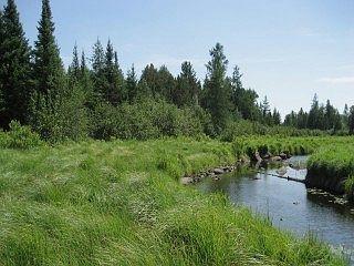 Shoreline and Weber Creek