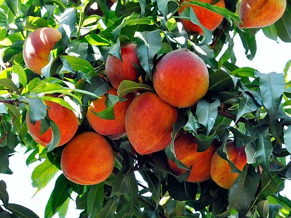 Peach Tree