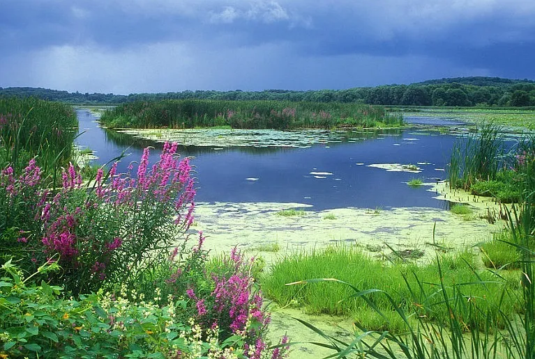 Great meadow