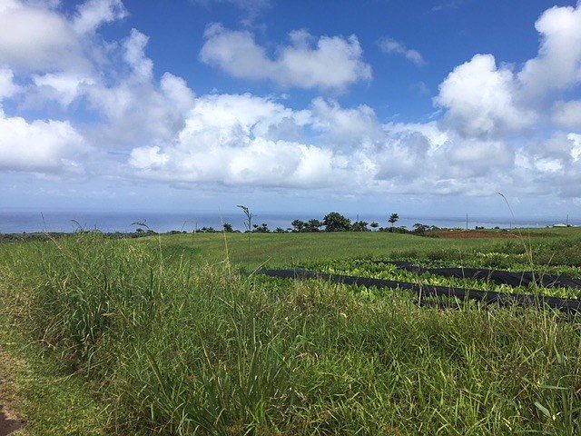 1st image of Onohi Loop Lot 24-B