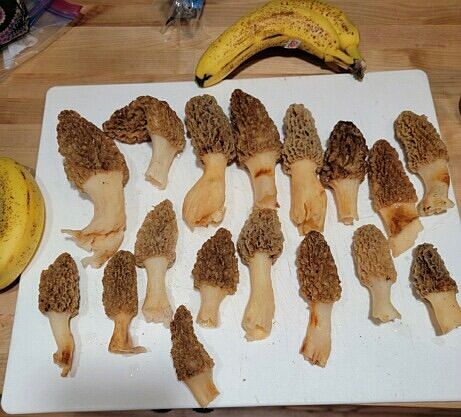 morels from farm (banana's provided for sizing perspective)