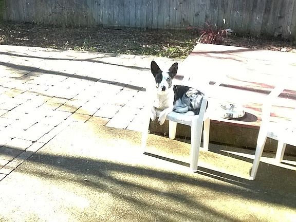 Patio, deck and dog