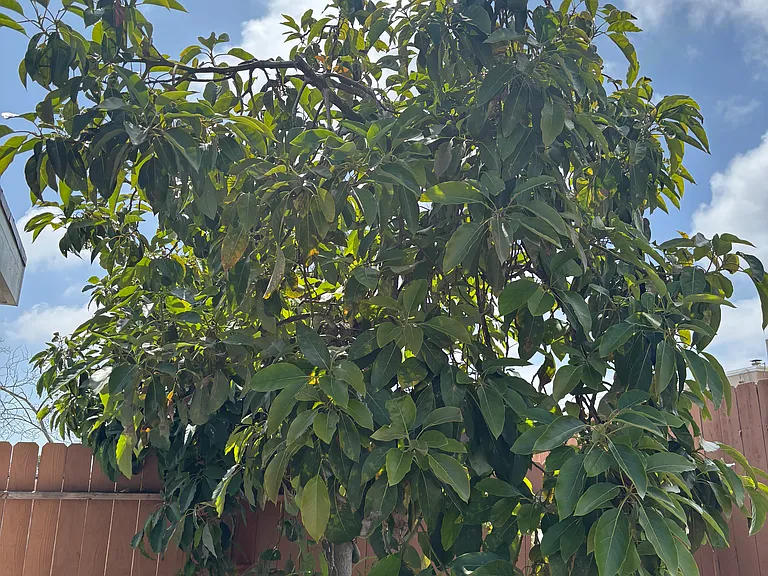 Avocado tree so you can enjoy fresh avocados!