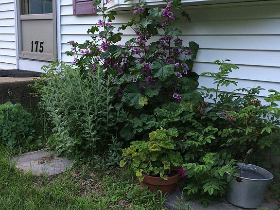 Front herb and flower garden