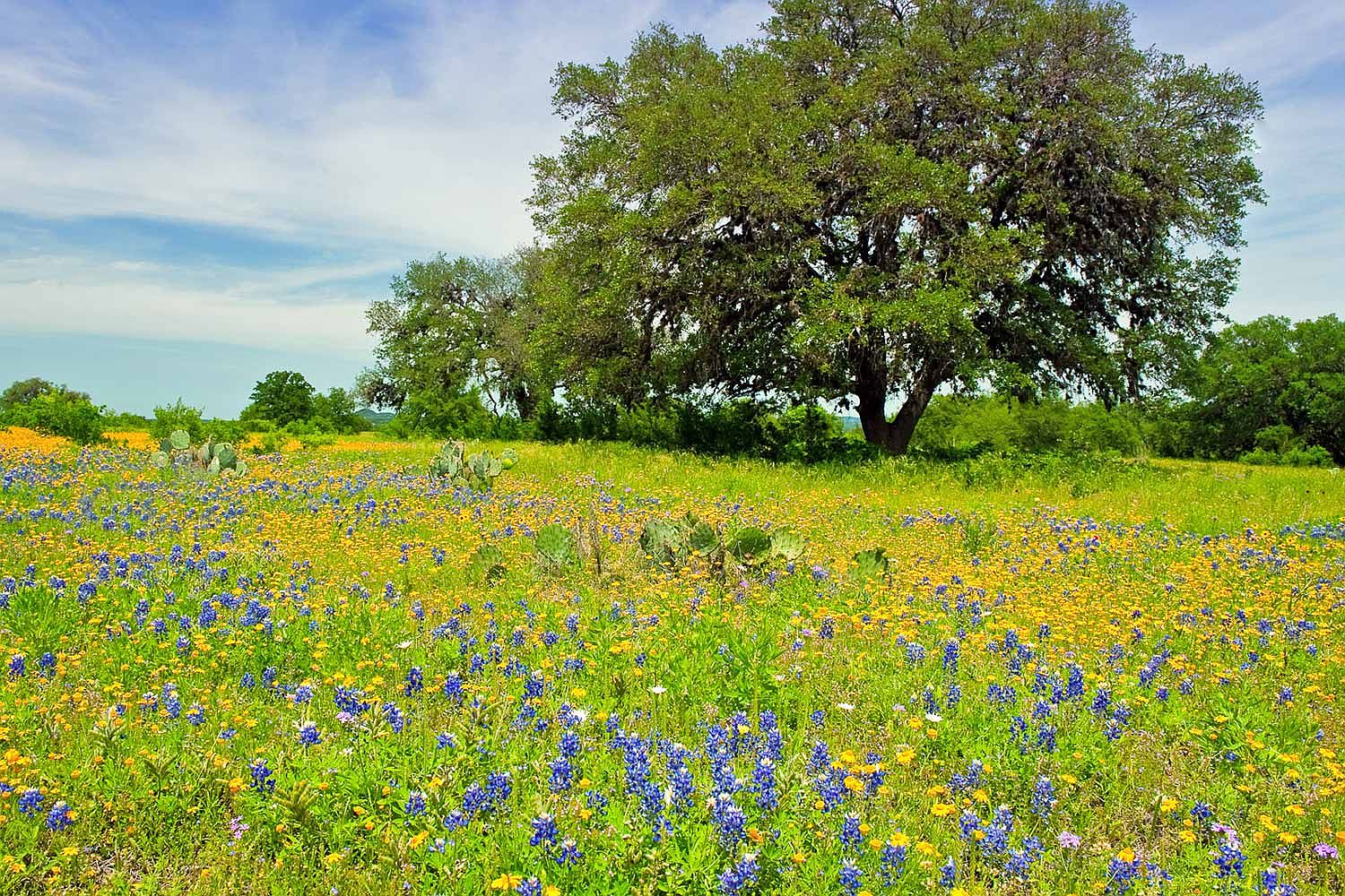 Belle Oaks by Adam Michael Custom Homes in Bulverde TX Zillow