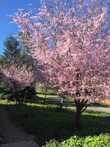 2951 Shingle Springs Dr, Shingle Springs, CA, 95682