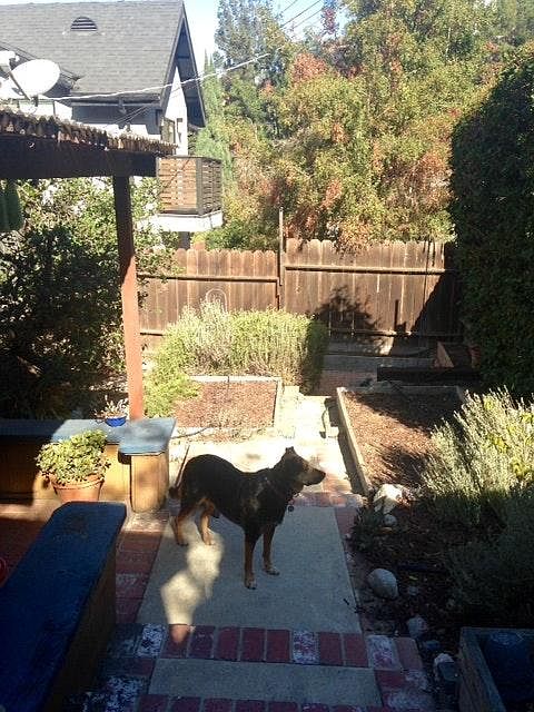 Front Yard