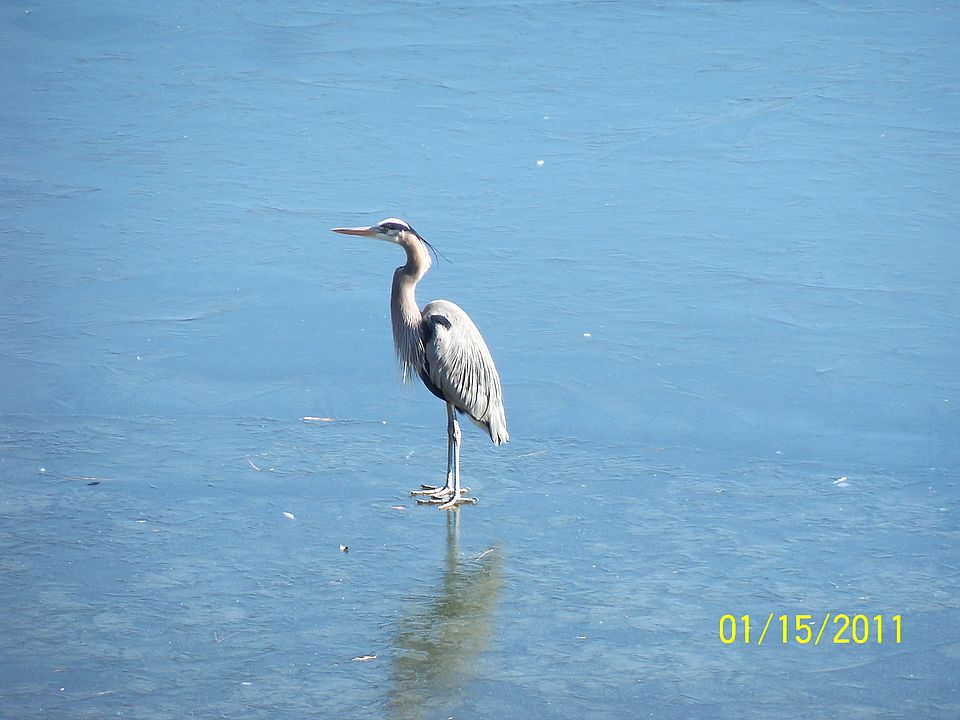 Heron on Frozen Parkwood L.