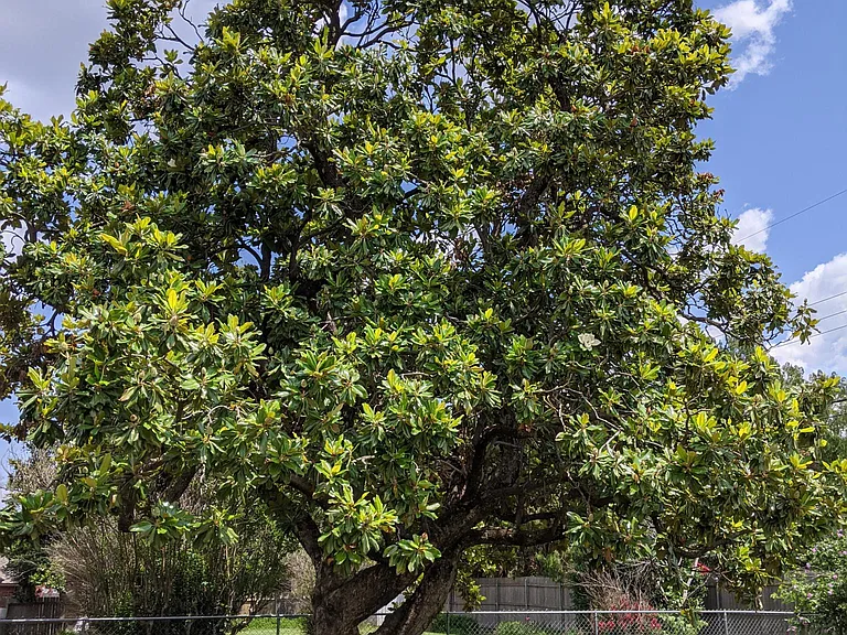 Love this magnolia tree!
