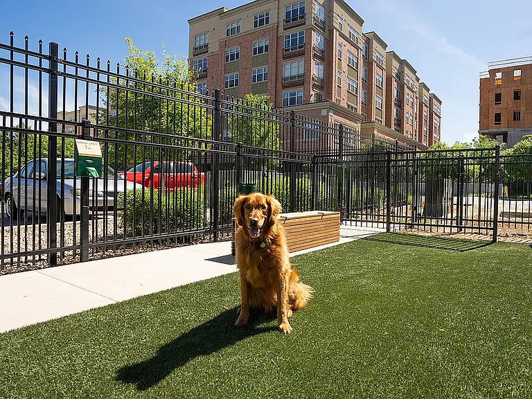 Dog Park