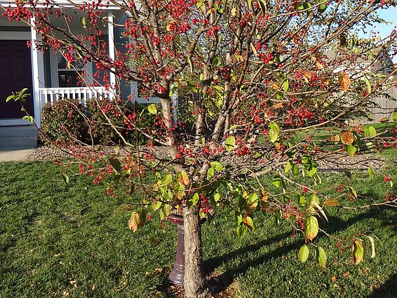 Front yard tree