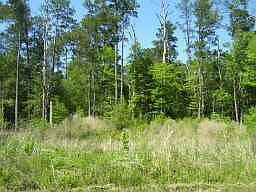 1st image of 23664 Ponderosa Dr