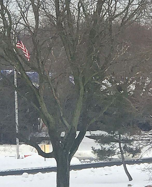 The Resident Bald Eagle