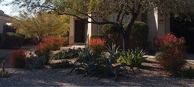 Front Yard Fall 