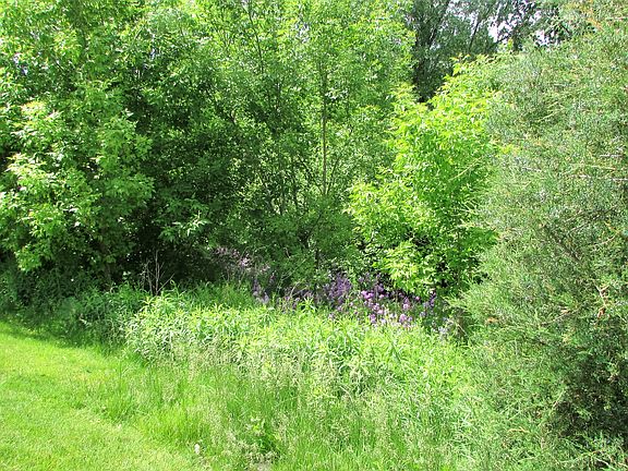 View From Back Yard