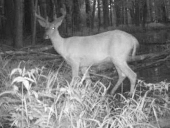 3rd image of Eland Rd #1