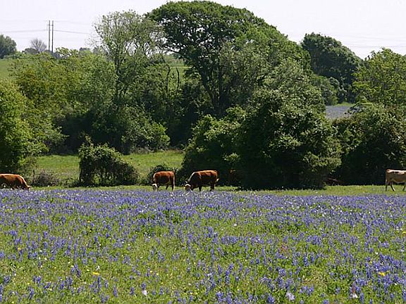 Some trees, but nice pastures, as well.