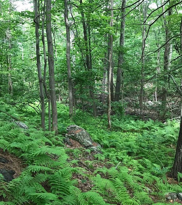 2nd image of 19 Split Rock Rd