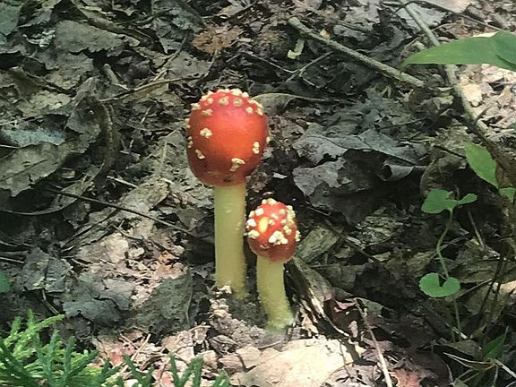 2nd image of 26 Ivy Log Ests