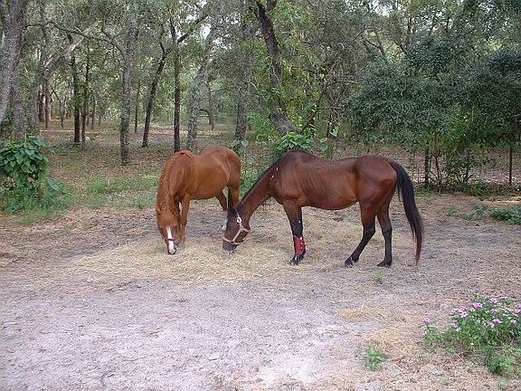 Bring the horses. Zoned agricultural. Almost any critter allowed. 