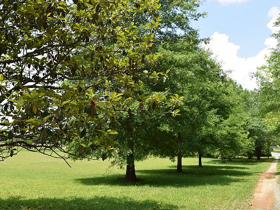 tree-lined driveway and front lawn