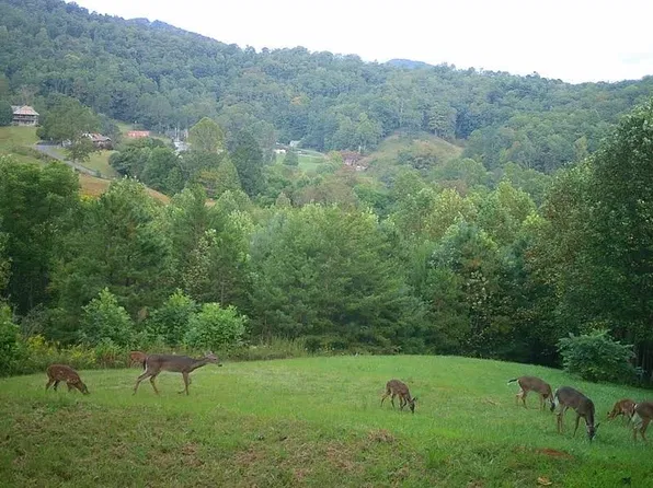 15 Mane Loop Rd, Franklin, NC 28734
