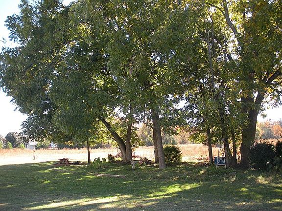 Nice Large Pecan Trees Behind the Home