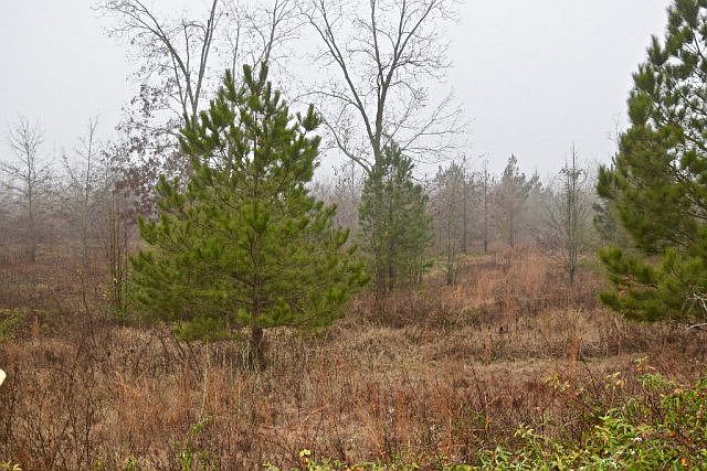 1st image of Lt 6,7,8 Johnston Highway