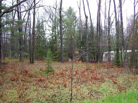 3rd image of Xxx Whitetail Gazelle