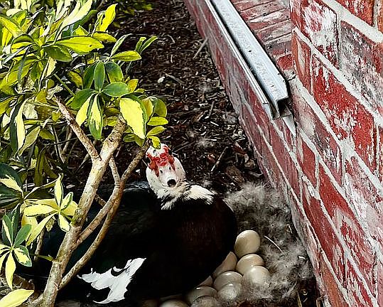 5th image of 11390 NW 38th Pl
