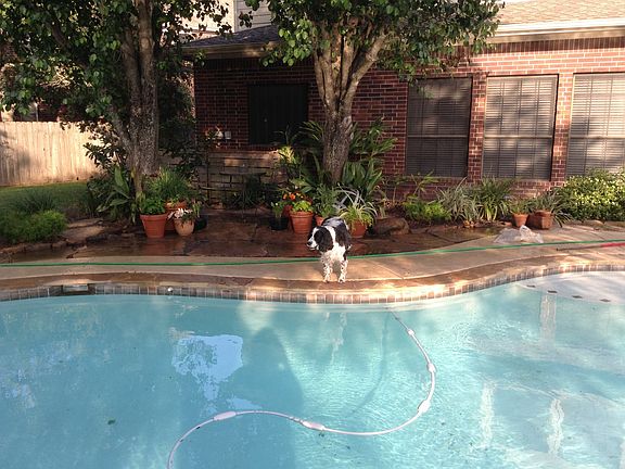 Beautiful backyard and pool