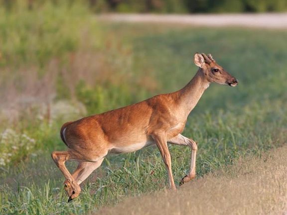 3rd image of 798 S Valliant Bypass Rd